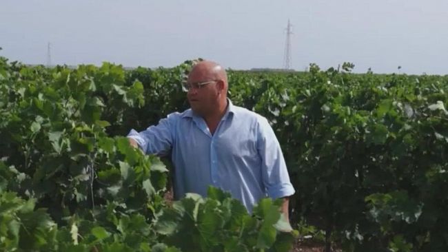 Mazara, Crisi vitivinicola, nota di Vito Gancitano