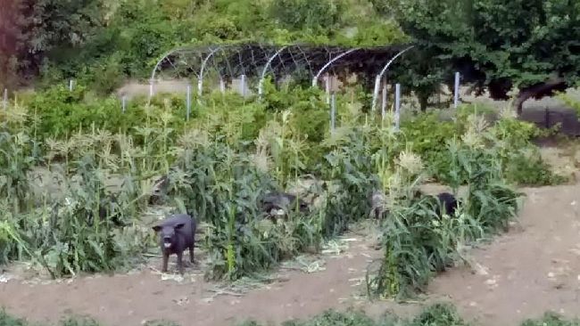 Salemi, problema dei suini neri verso la soluzione