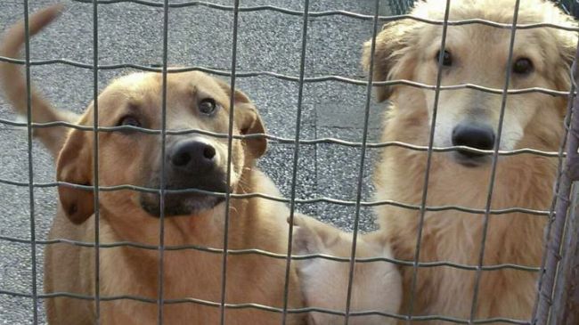 canile-di-marsala-dal-15-giugno-cambiano-gli-orari-estivi-per-garantire-il-benessere-animale