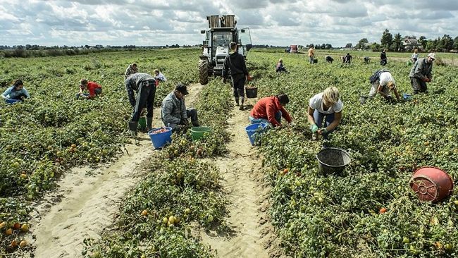 ​Caporalato nel Trapanese, “realtà sommersa che va fatta emergere con controlli serrati”