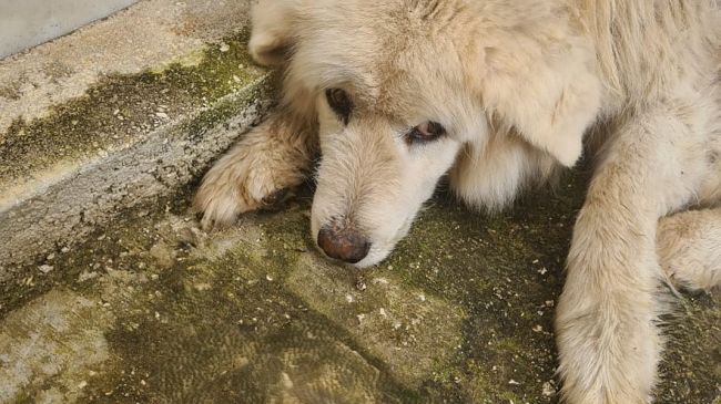 Paura passata per Lumino, il pastore maremmano che veglia sul cimitero di Castelvetrano