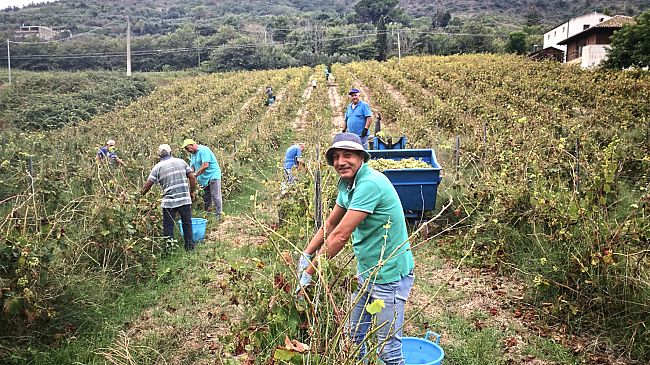 Salemi, il 3 settembre la vendemmia della legalità sul vigneto confiscato alla mafia 