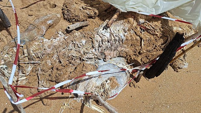 Triscina, una carcassa di cernia spiaggiata sull'arenile
