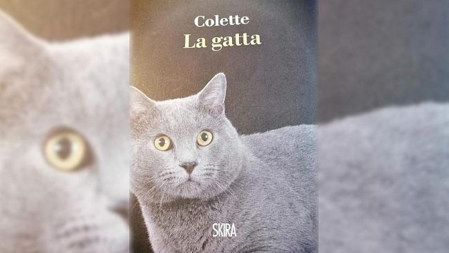 Ultime della sera: “La gatta