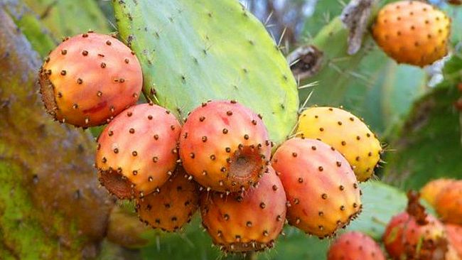 Madonie, protocollo d'intesa per ripristino fauna a Piano Zucchi