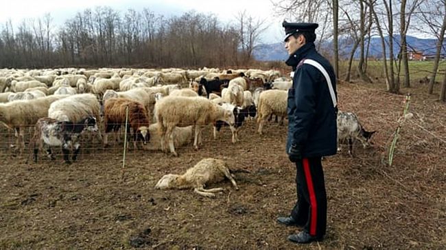 Tentato omicidio nelle campagne di Castelvetrano