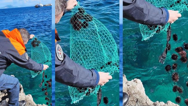 Contrasto alla pesca abusiva, sequestro ricci di mare pescati a Favignana