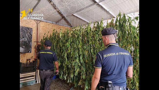 Partinico, scoperte dalle Fiamme Gialle 4 tonnellate di marijuana pronte per la raccolta: arrestato il responsabile 