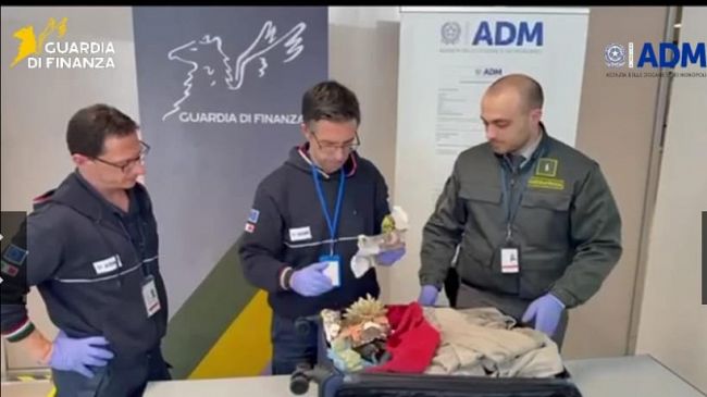 aeroporto-di-palermo-sequestrati-13-esemplari-di-corallo-protetto