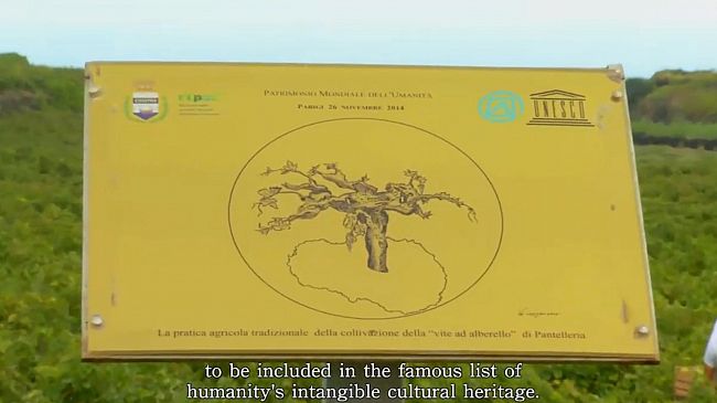 A Parigi le testimonianze sulla vite ad alberello di Pantelleria a dieci anni dal riconoscimento Unesco