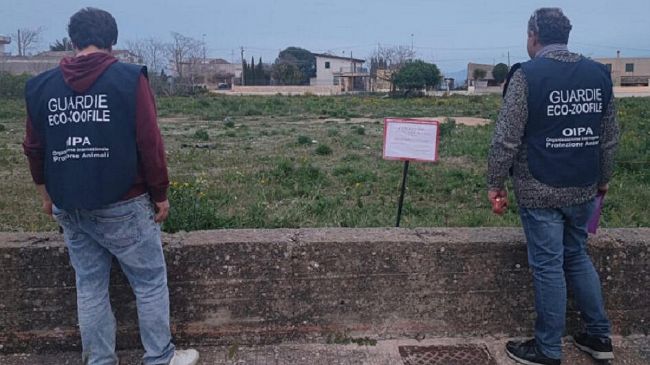 Strage di randagi a Partanna (TP)