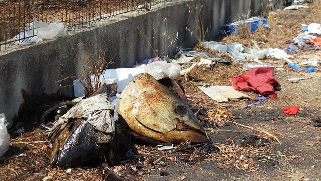 Mazara, Carcasse e scarti di tonno rifiuti a cielo aperto. Nota di FdI
