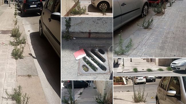 ​Trapani, “verde pubblico” rigoglioso in via Nicolò Riccio