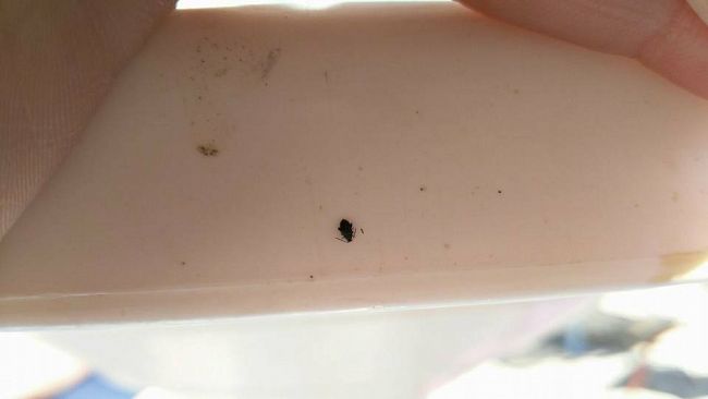 Mazara, cittadini lamentano eccessiva presenza di insetti nocivi, scarafaggi e topi