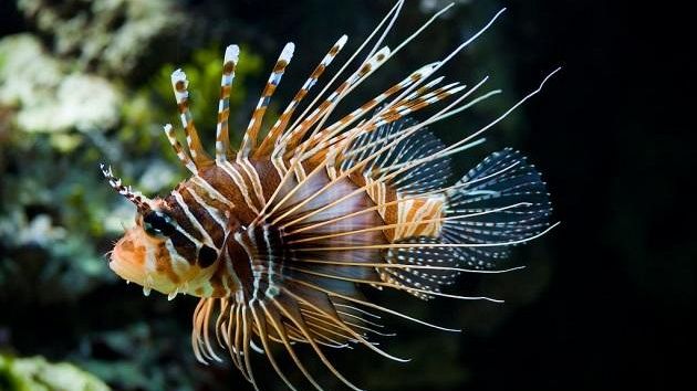 La Capitaneria informa: specie ittica aliena velenosa in acque tunisine