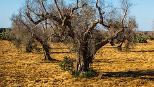 Agricoltura  e non solo: Xylella e Lebbra: un quarto in meno per l’olio italiano