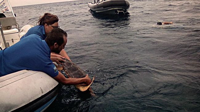 Torna libero di nuotare nelle acque di Marettimo Achille, esemplare di tartaruga marina curato al Centro di primo Soccorso dell’Area Marina Protetta Isole Egadi