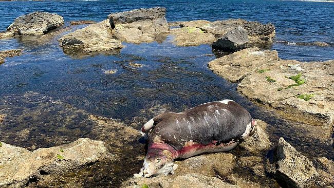 Trapani, trovata una mucca morta sugli scogli