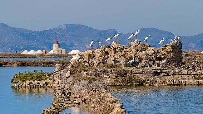 Il WWF Italia apre le celebrazioni per i 30 anni della Riserva Naturale Orientata delle “Saline di Trapani e Paceco