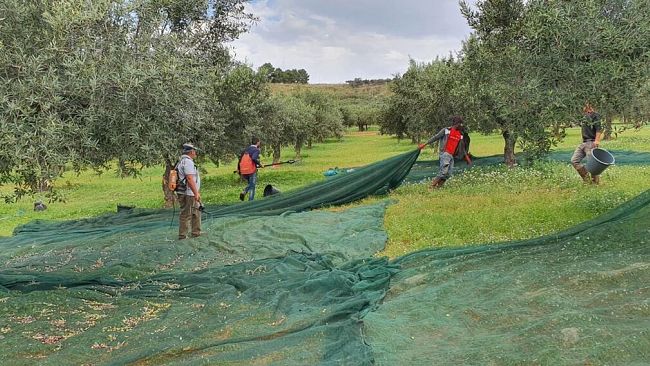 A Castelvetrano  cali di produzione fino al 30% e prezzo dell’olio vicino ai 10 euro
