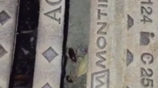 Mazara, quasi a fine estate servizio di disinfestazione e derattizzazione del territorio? Perché gli Uffici comunali non programmano per tempo il servizio?