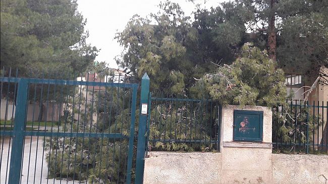Mazara, disagi per il forte vento. Caduto albero all’ingresso scuola di via Livorno.
