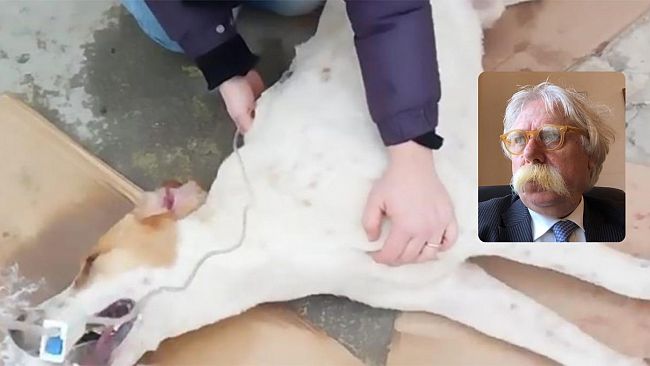 Dura condanna del sindaco Cristaldi sull’avvelenamento di 5 randagi