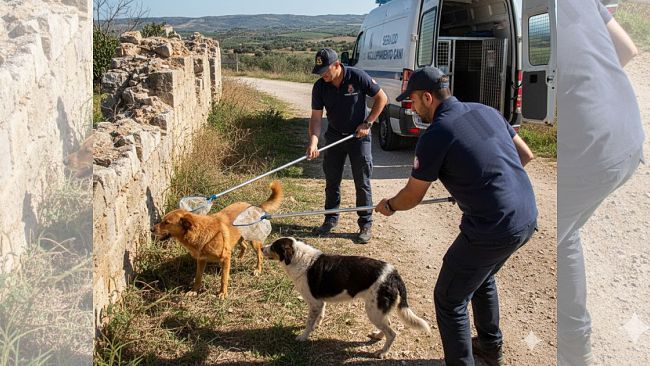 Sicurezza e Territorio: attivato il servizio di servizio di accalappiamento cani