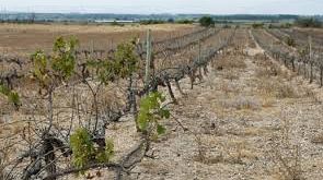 Emergenza alte temperature, incontro tra agricoltori