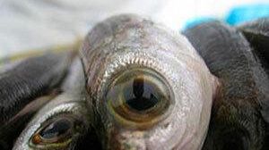 Approvati i bandi per le imprese ittico conserviere e dell’acquacoltura