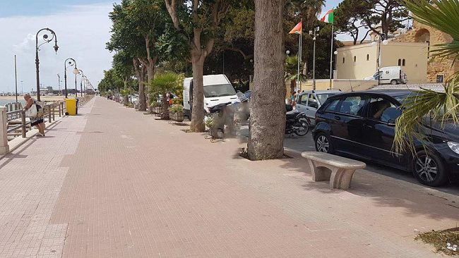 “Il Duemila”: “La scomparsa delle palme africane nel paesaggio mazarese”