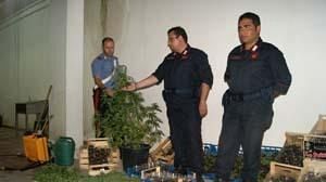 Salemi, Carabinieri sequestrano piantagione di marijuana nel centro storico