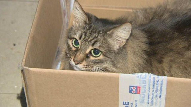 Il Comune di Campobello ed il gatto randagio costato 2120 euro