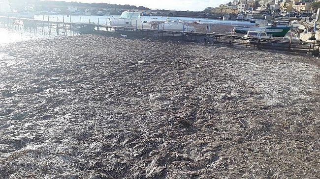 Le alghe sono come gli “Orologi svizzeri” a Marinella di Selinunte