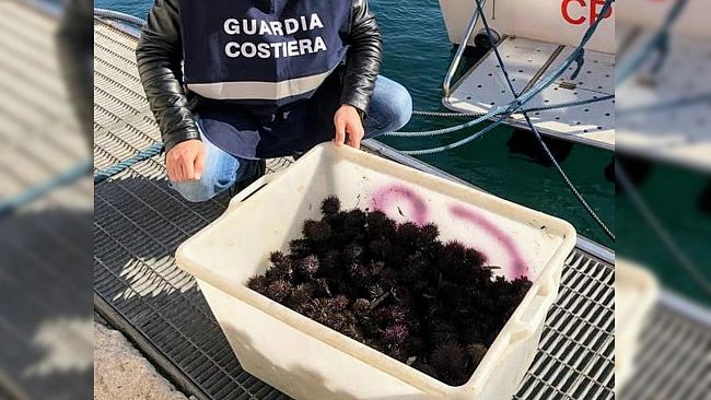 Sequestro ricci di mare all’interno dell’Area Marina Protetta Isole Egadi