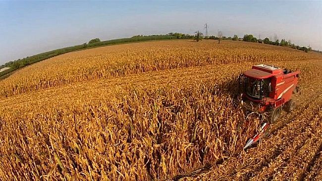 A Selinunte domani la raccolta del “grano degli dei” i visitatori potranno assistere alla trebbiatura