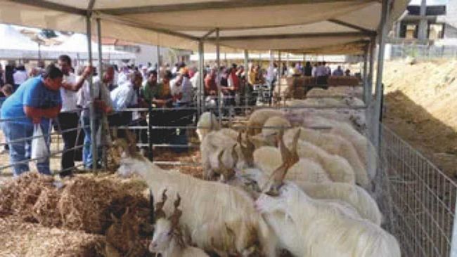 Domenica torna la fiera del bestiame