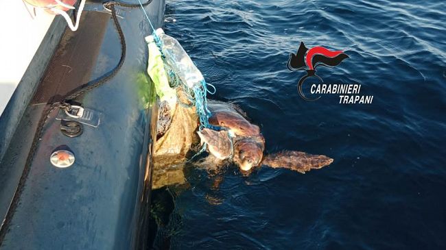 Favignana, salvata dai carabinieri tartaruga “Caretta Caretta”