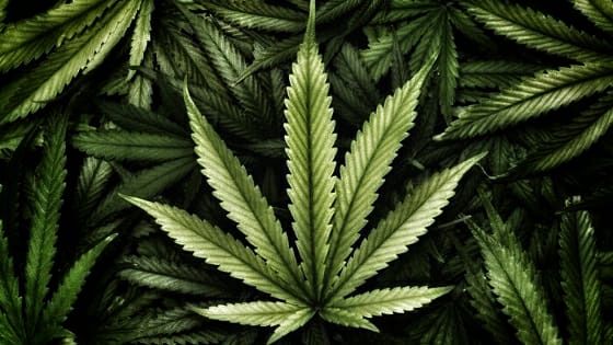 Mazara, droghe leggere, si surriscalda lo scontro politico fra destra e sinistra