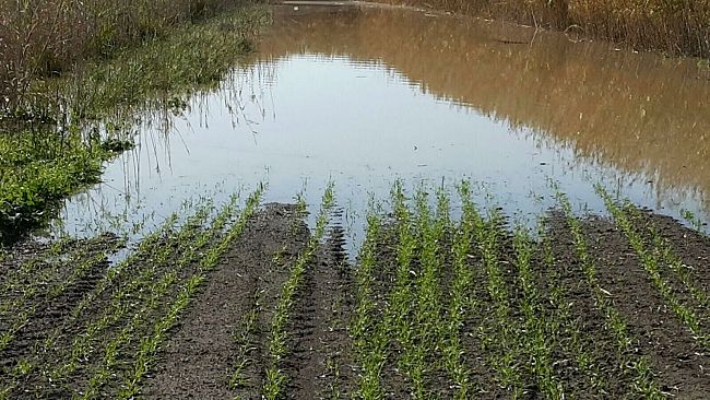 Enza Viola: attivazione procedure necessarie per il riconoscimento di stato di calamità naturale