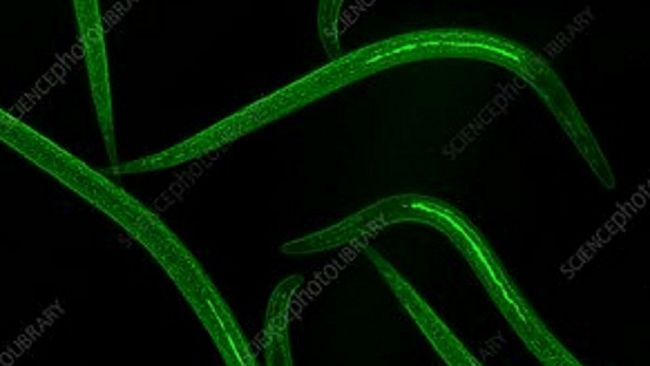 Agricoltura e non solo : nematodi spaziali: un passo da gigante per l’agricoltura interplanetaria