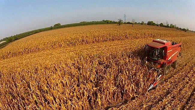 A Selinunte domani la raccolta del “grano degli dei” i visitatori potranno assistere alla trebbiatura