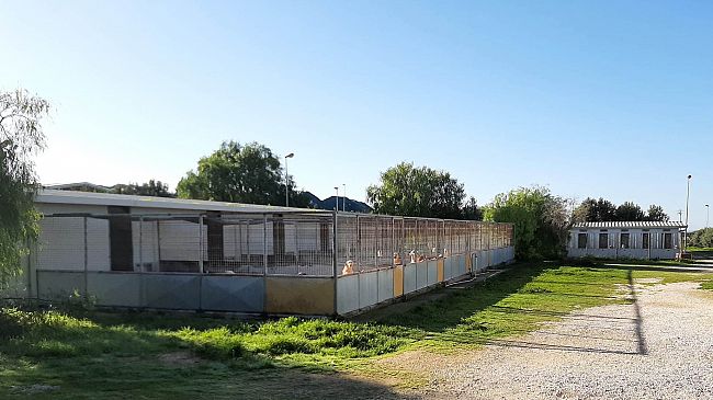 Canile comunale di Marsala: poche adozioni e increscioso fenomeno abbandoni 