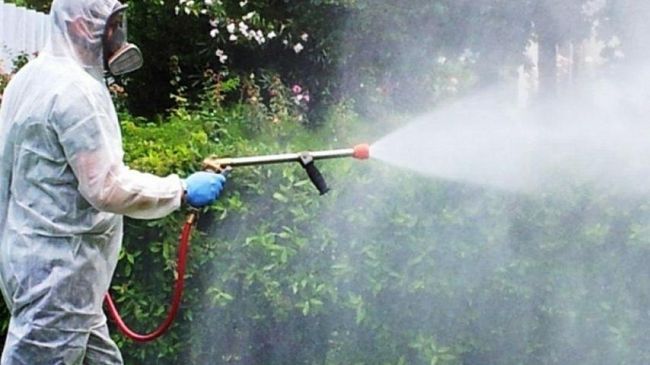 Disinfestazione edifici comunali e scuole di ogni ordine e grado