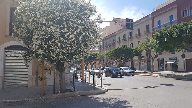 Trapani, il romantico abbraccio tra un oleandro e un semaforo