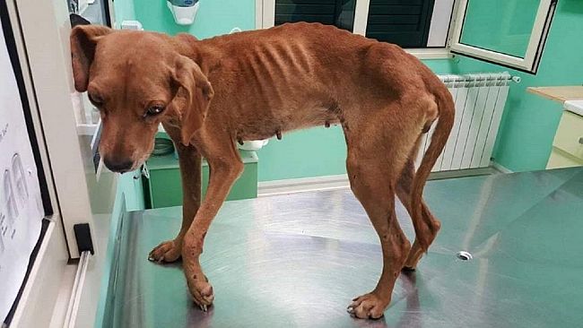 Maltrattamento ad una cagnolina,cacciatore castelvetranese condannato a pagare più di 6 mila euro