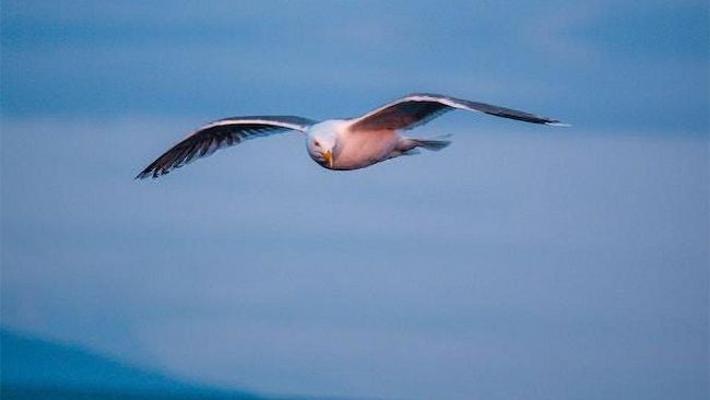 Ultime della sera. Libertà è ignoranza