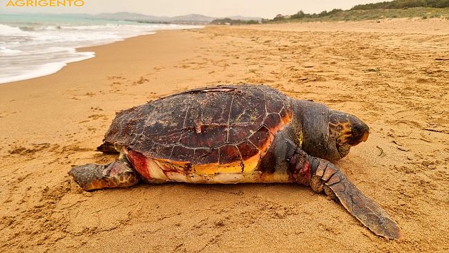 Una tartaruga Caretta Caretta trovata morta sul litorale di San Leone