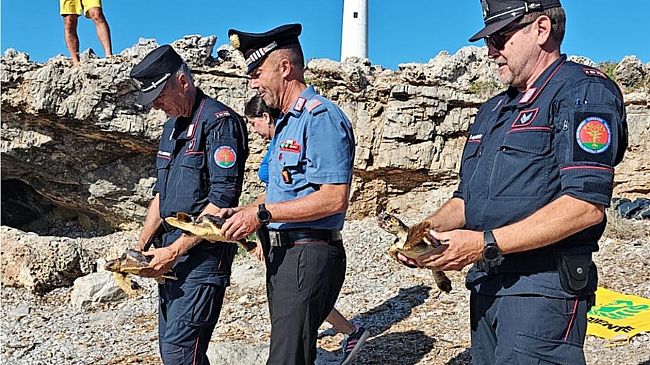 ​Egadi. Restituite al mare tre tartarughe salvate dai Carabinieri, una quarta nei prossimi giorni