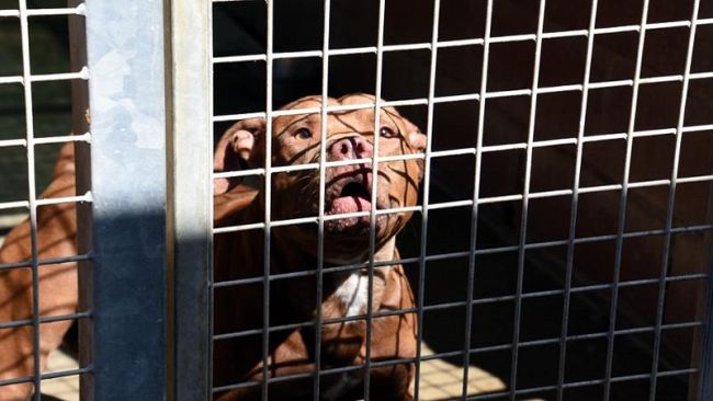 Animali, Operazione 